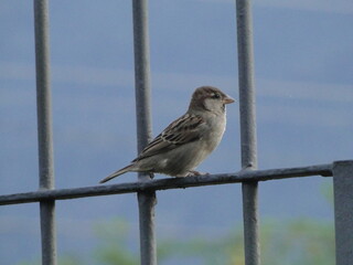 sparrow on a fence