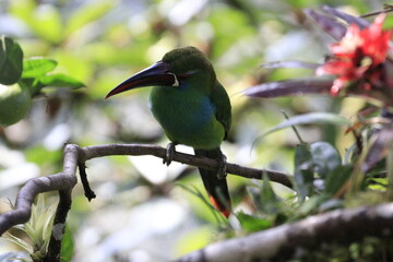 Aulacorbynchus Haematopygus
Crimson Rumped Toucannet