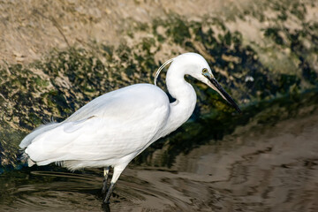 Heron Little Egret. Nature background. Bird: Little Egret. Egretta garzetta.