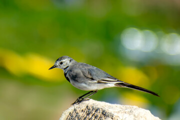Cute bird White spectacled Bulbul. Nature backgound. Pycnonotus xanthopygos.

