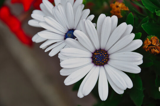 Osteospermum fruticosum daiseys close up with yellow dots