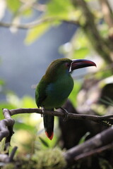Aulacorbynchus Haematopygus
Crimson Rumped Toucannet