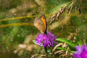 A big ox eye butterfly closeup at summer on a flower in summer