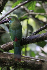 Aulacorbynchus Haematopygus
Crimson Rumped Toucannet