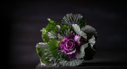 Close-up of an ornamental green and purple cabbage flower isolated on dark slate background