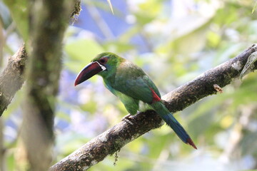 Aulacorbynchus Haematopygus
Crimson Rumped Toucannet