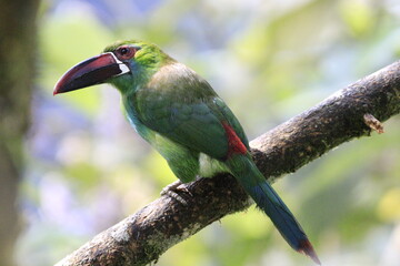 Aulacorbynchus Haematopygus
Crimson Rumped Toucannet