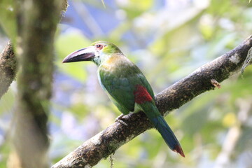 Aulacorbynchus Haematopygus
Crimson Rumped Toucannet