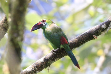 Aulacorbynchus Haematopygus
Crimson Rumped Toucannet