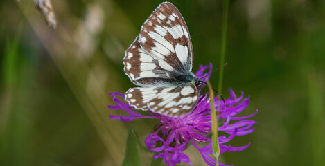 A checkerboard butterfly closeup at summer on a flower in summer