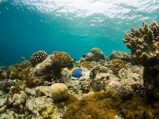 corals and tropical fish underwater sea life