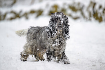 Hund