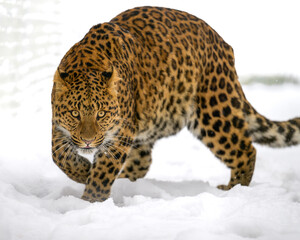 Leopard
