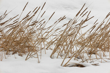 Cattails emerging from deep snow along the stream bed of Pine creek in Zion Nat. park, Utah, USA, are leaning towards the right, away from the wind that often comes whistling down the canyon.