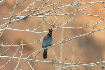 A Steller's jay perches in the winter bare branches of a cottonwood tree, looking out into the distance, with the red color of the sandstone cliffs of Zion National park, Utah, USA in the background.