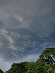 clouds over the forest