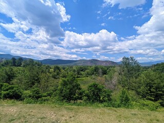 forest in the mountains