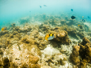corals and tropical fish underwater sea life