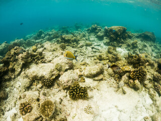 corals and tropical fish underwater sea life