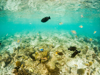 Fototapeta na wymiar corals and tropical fish underwater sea life
