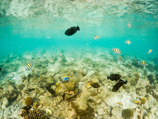 corals and tropical fish underwater sea life