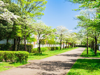 Fototapeta premium 郊外の住宅地 ハナミズキが咲く生活道路