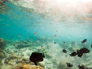 corals and tropical fish underwater sea life