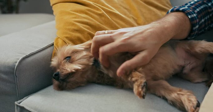 Man's hand stroking dog on sofa. Happy puppy relaxing sleeping.