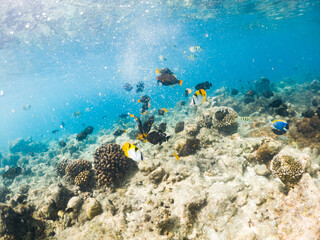 corals and tropical fish underwater sea life