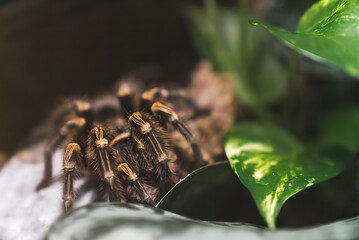 Spider under the leaf. A predator in its environment. Top predator. High image quality. High quality photo