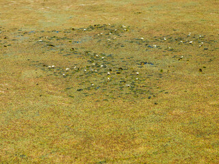 Pond or lake covered with green duckweed carpets. Polluted dirty standing water. Ecological problem, debris floating on river swamp in the city. Environmental pollution concept.
