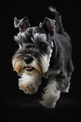 Active Miniature Schnauzer Front View Running
Active Dog Month April 2023