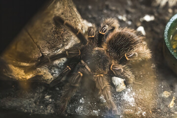  A spider in search of damp and dark places. A spider in its natural environment. High image quality. High quality photo