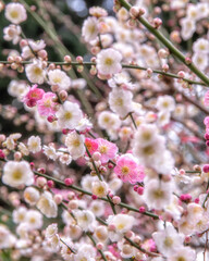 千葉県成田市　早朝の成田山新勝寺