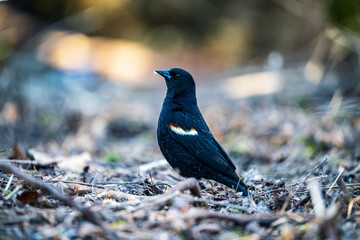 Red winged Blackbird on the ground