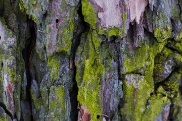 tree texture
