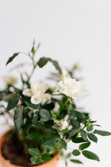 An engagement ring made of white gold with a diamond lies in a bouquet of delicate white roses.  Gift for Women's Day, Valentine's Day.  Beautiful spring background with flowe