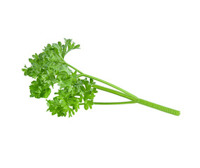 Parsley on   transparent png