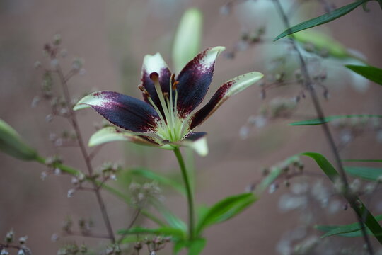 Flor de azucena "Nellie Pride"