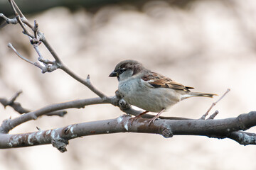 sparrow on a branch