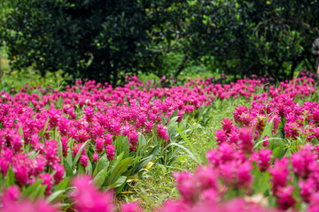 field of pink tulips