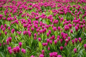 Obraz premium field of pink tulips
