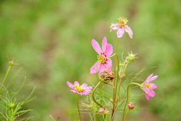 flowers in the garden