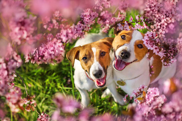 Two Dog face in spring flowering tree - 578506948