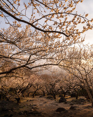 茨城県つくば市　夕日に染まる筑波山梅林