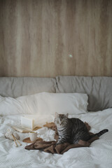 Cute tabby cat in bed on warm blanket. Hygge concept. Lazy weekend. Cozy home atmosphere
