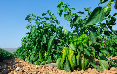 Ripe green pepper on bushes under blue sky. Harvest season on vegetable plantation.