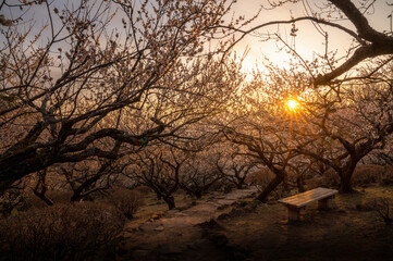 茨城県つくば市　夕日に染まる筑波山梅林