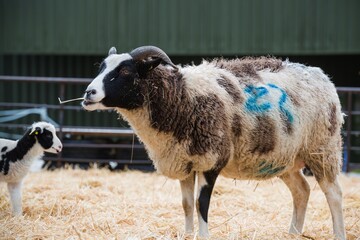 A ewe sheep and lamb stand in a straw lambing pen on a farm in springtime UK