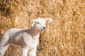 A lamb stands in a lambing pen with straw bedding during lambing season in springtime UK